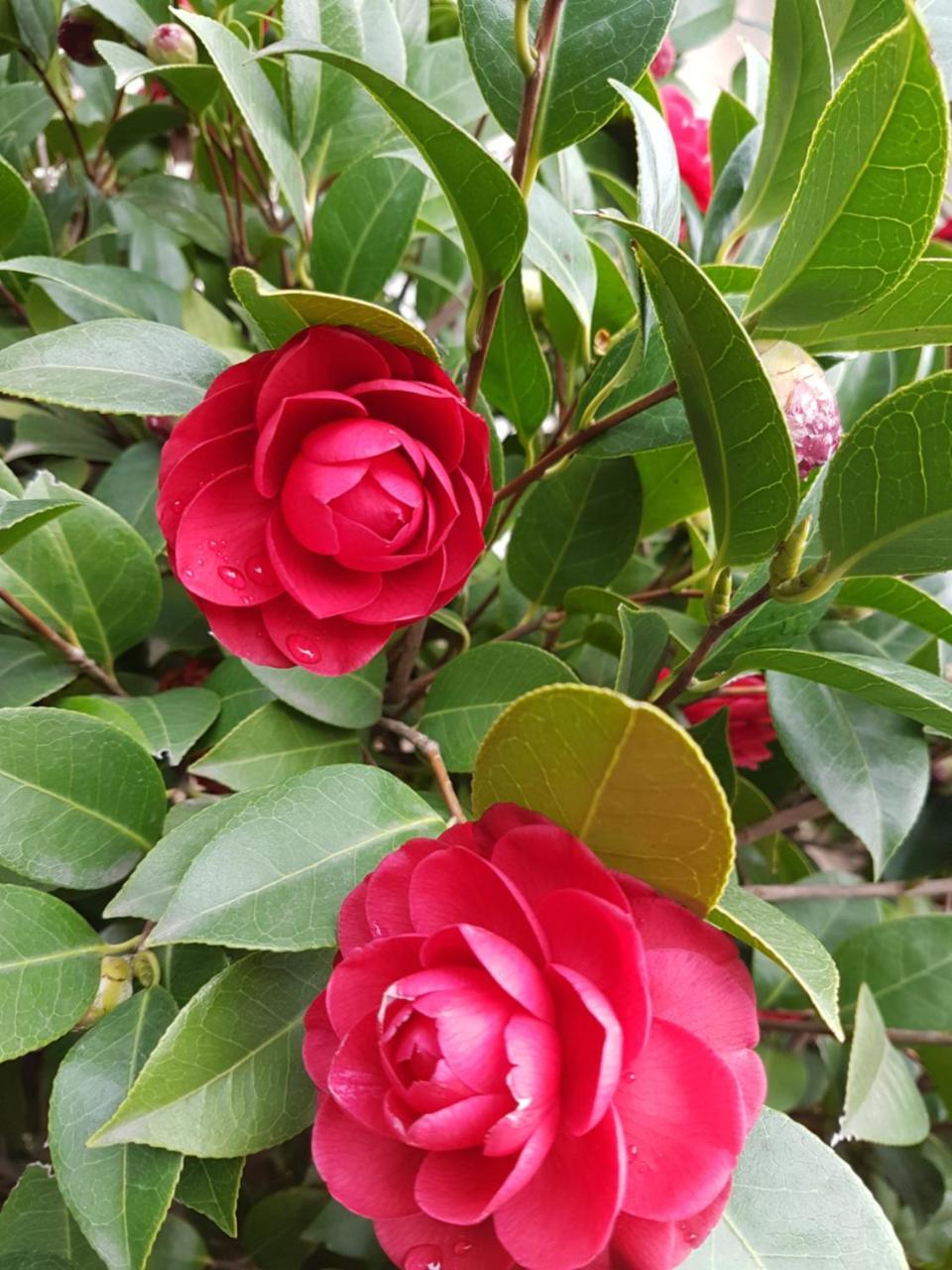 مبيت وإفطار نابولي Il Giardino Di Vico Neve المظهر الخارجي الصورة